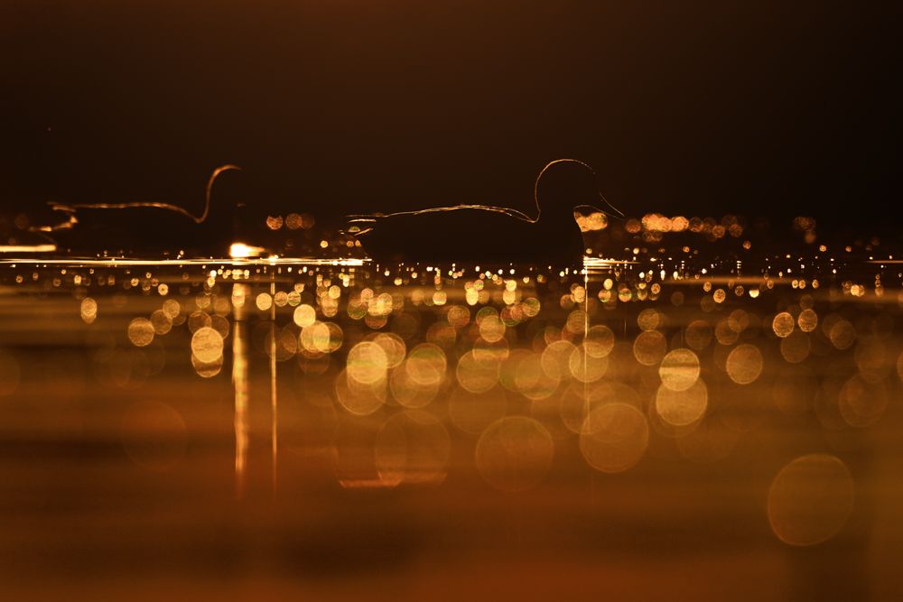 Beispielfotos mit dem Nikon Z 180-600 5.6-6.3.