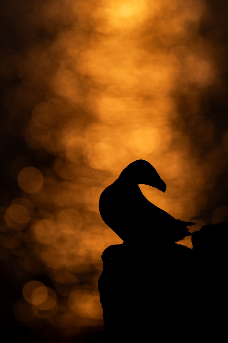 Das Nikon Z 180-600 5.6-6.3 mit der Nikon Z 8 im Schneetreiben.