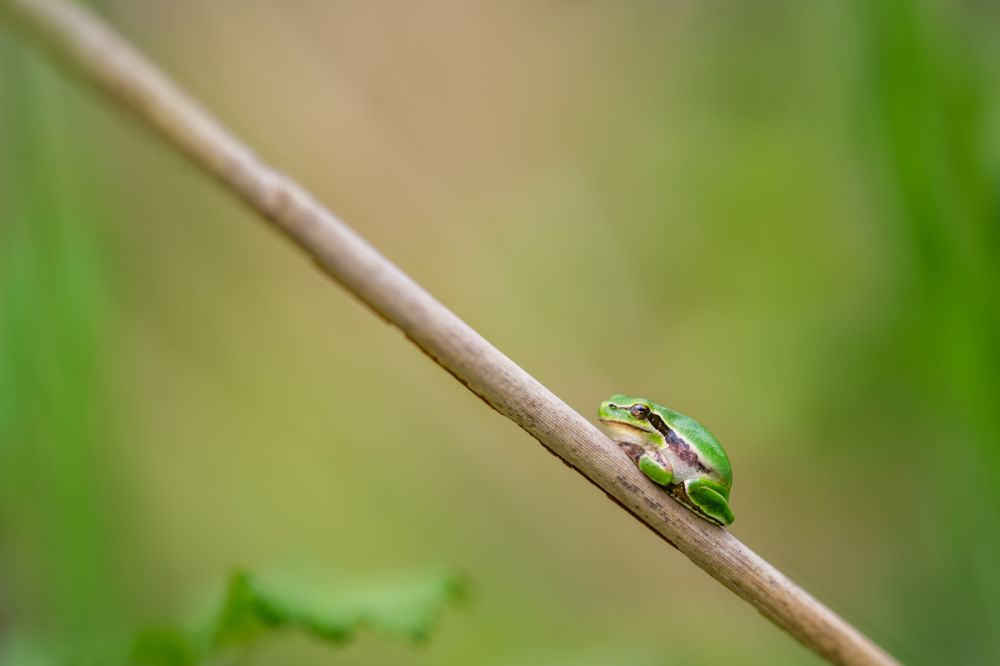 Ein Laubfrosch fotografiert mit dem NIkon Z 135 1.8 Plena.