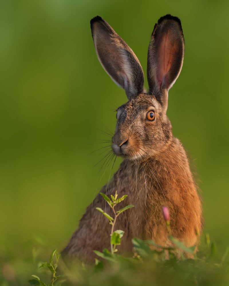 Zwei Kraniche vor Sonnenaufgang im Nebel.