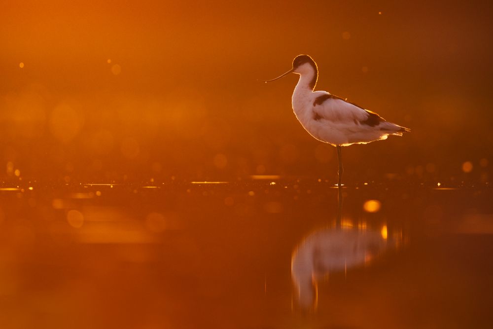 Zwei Kraniche vor Sonnenaufgang im Nebel.