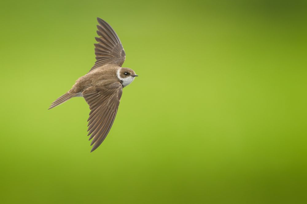 Graureiher im Flug