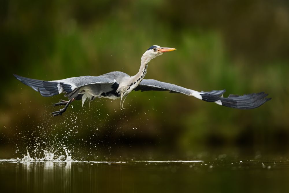 Graureiher im Flug