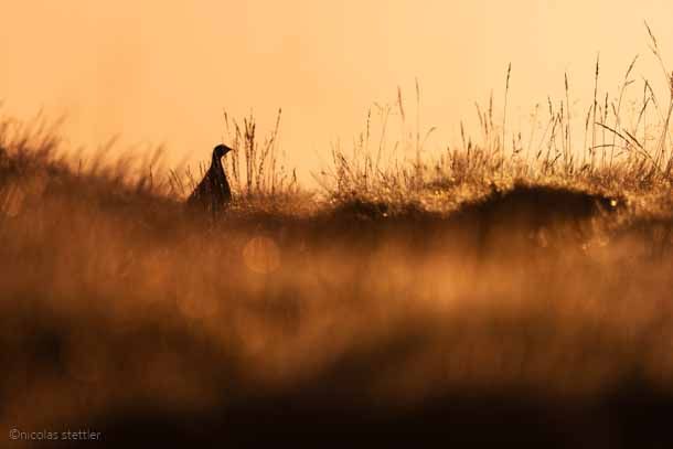 Ein Alpenschneehuhn im Morgenlicht