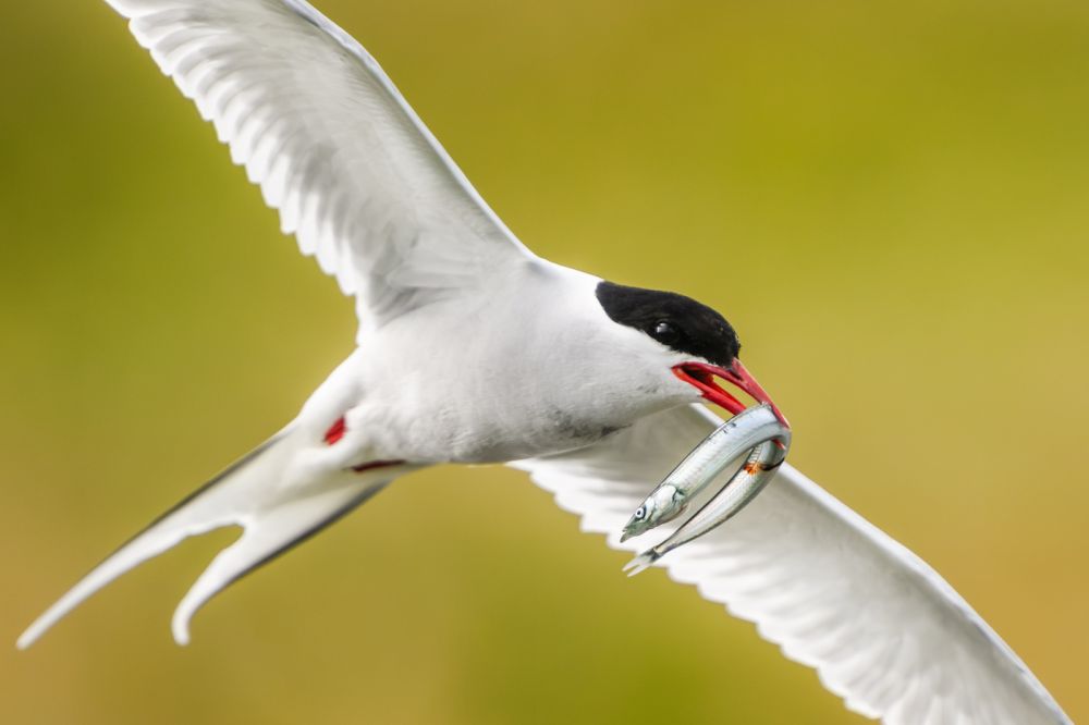 Graureiher im Flug