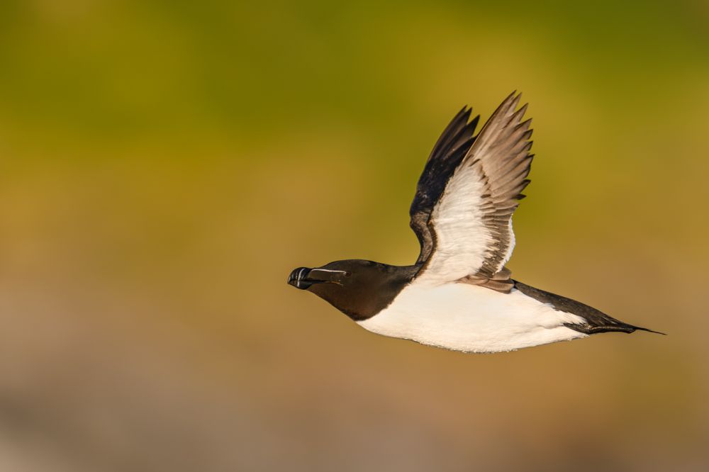 Graureiher im Flug