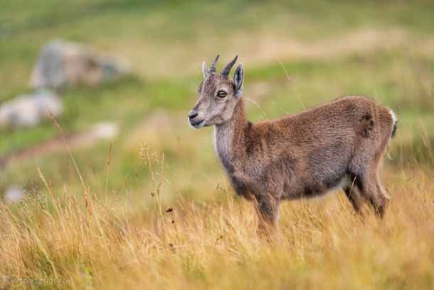 Alpensteinbock sucht nach Nahrung.