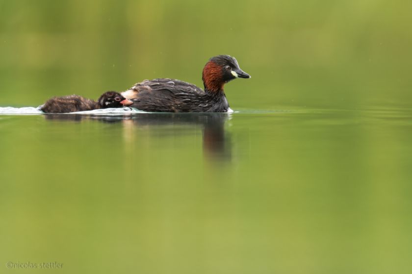 Ein Zwergtaucher mit einem Jungen.