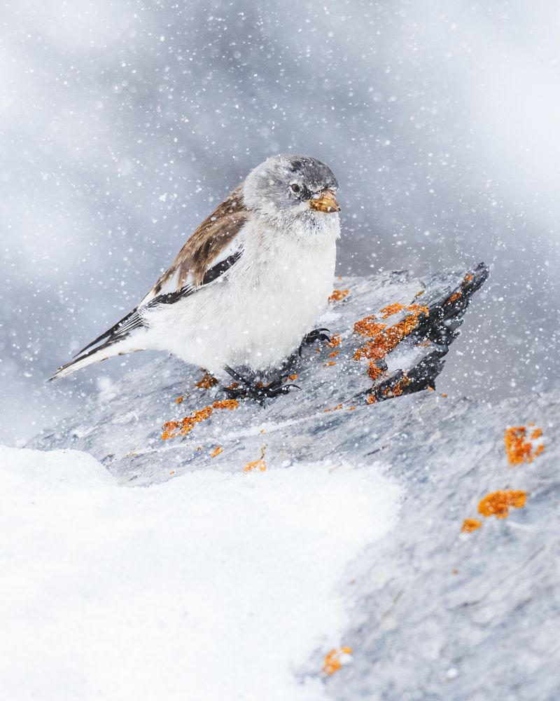 Tierfotos Beispiele mit der Nikon Z 8 und dem 180-600 5.6-6.3