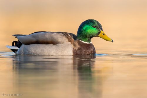 Bestimmung der männlichen Stockente.