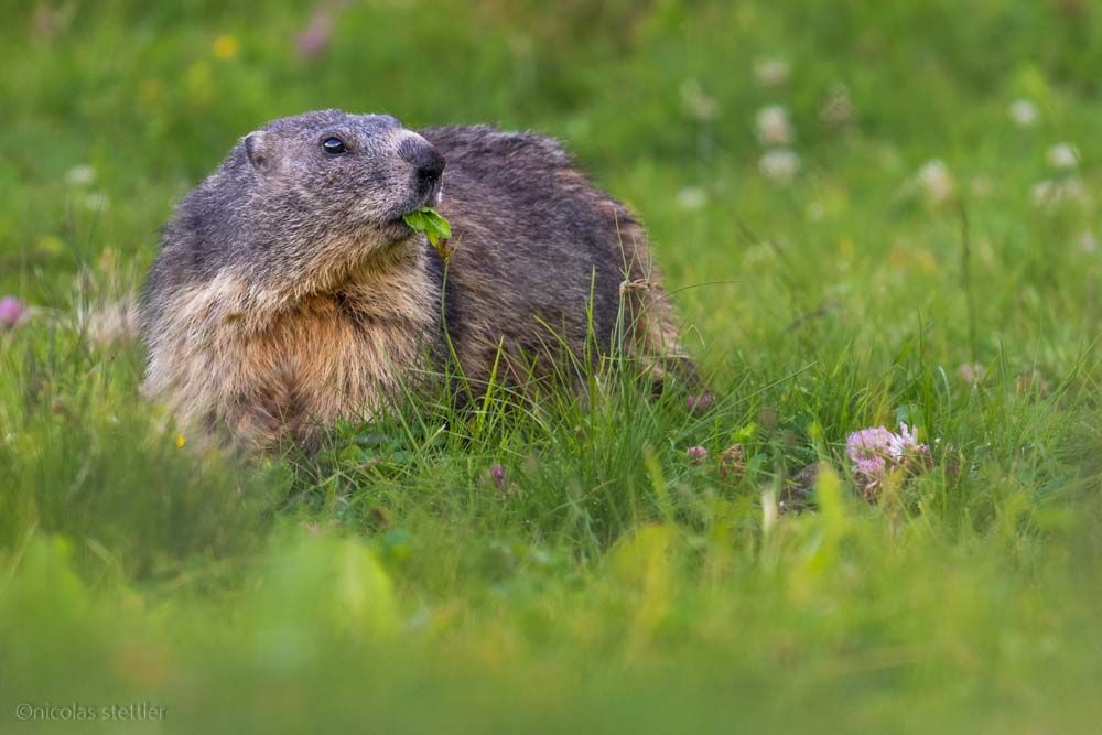 An alpine marmot on the Riederalp