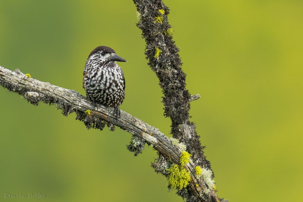 A nutcracker in the Aletsch forest