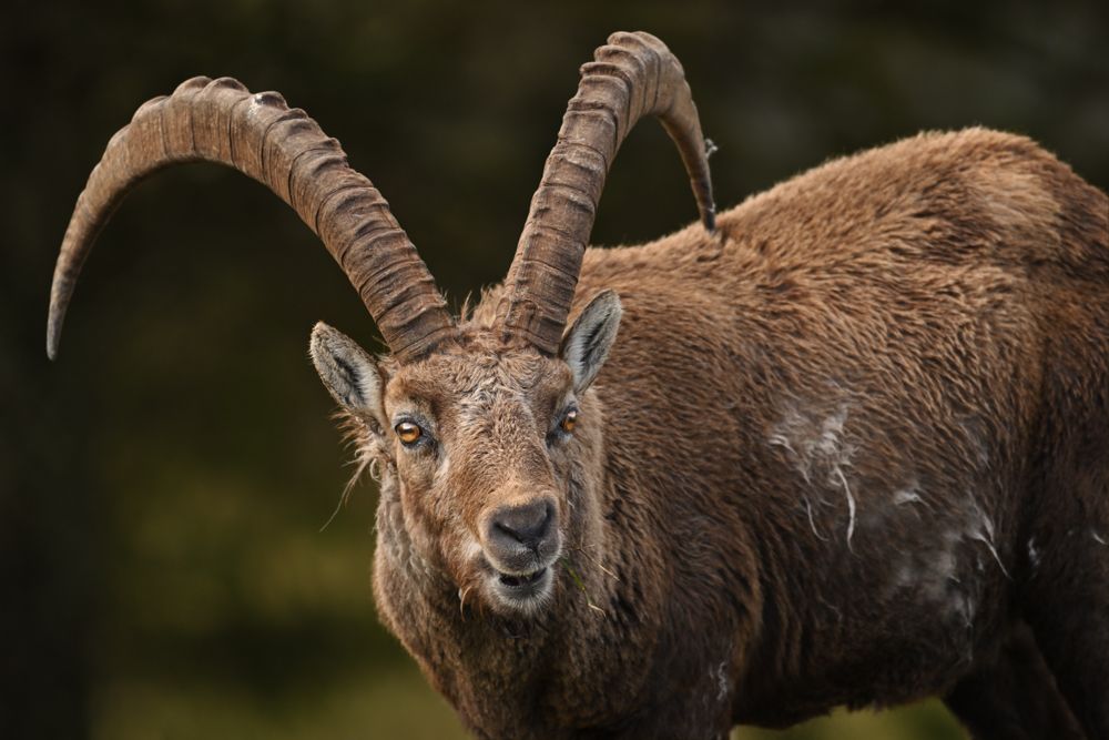 Steinbock-Porträt aufgenommen  mit dem mit dem Nikkor Z 180-600 5.6-6.3 VR.