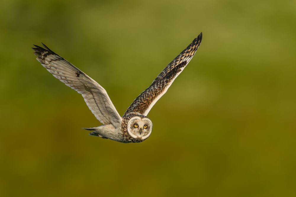 Graureiher im Flug
