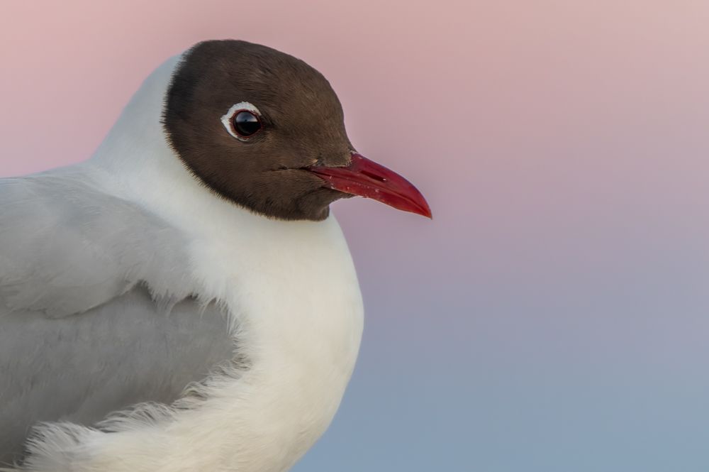 Eine Lachmöwe vor pastellfarbenen Himmel.