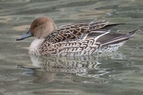 Spiessenten Weibchen bestimmen.