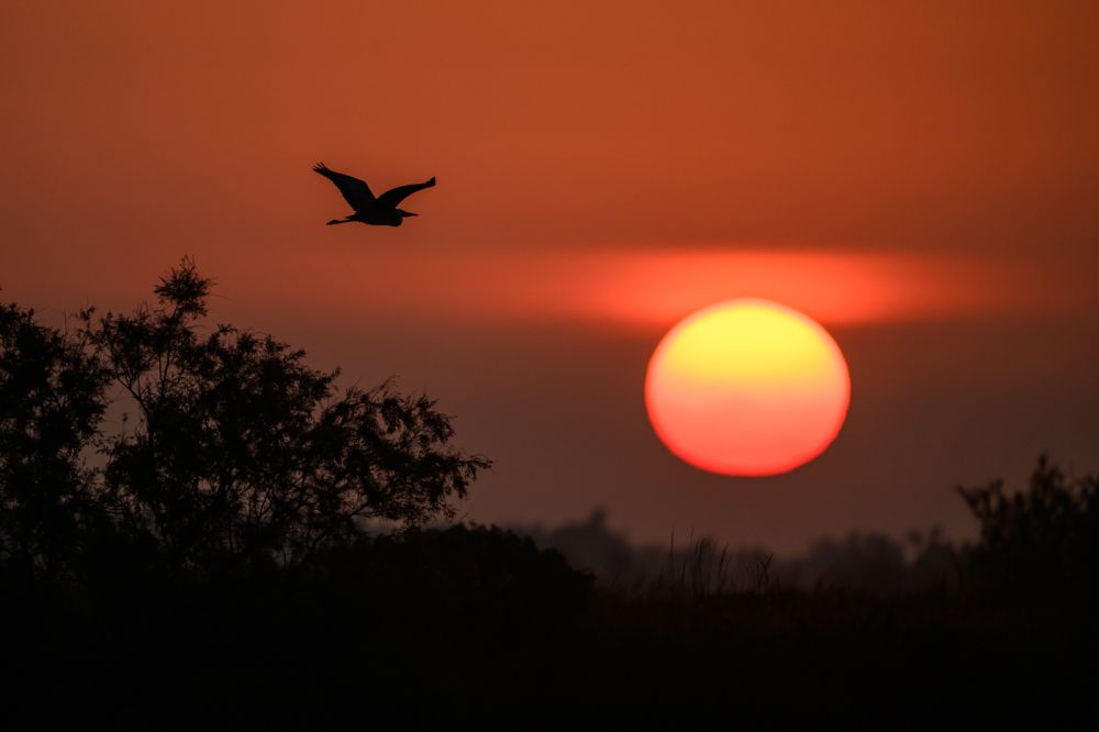 Graureiher im Flug