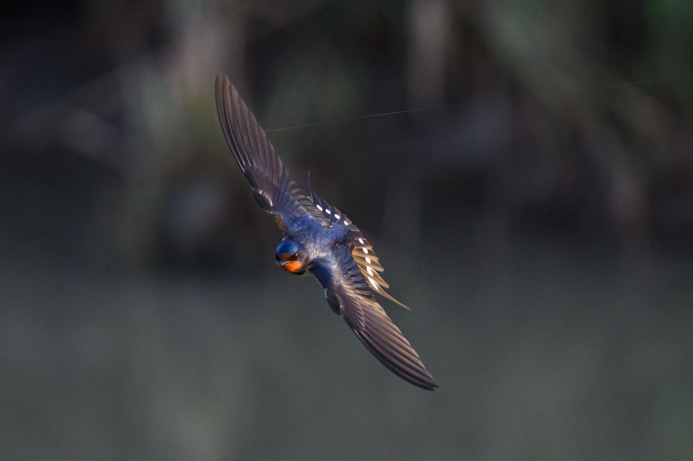 Graureiher im Flug