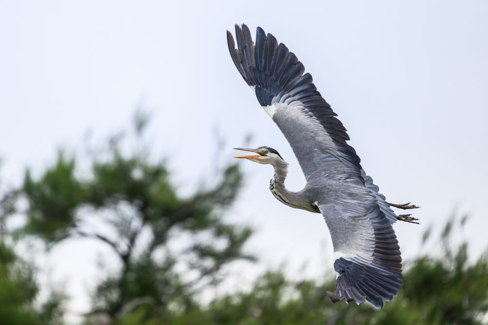 Graureiher im Flug