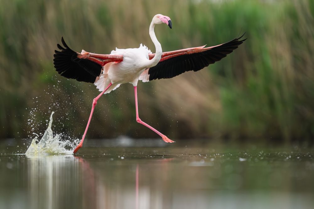 Graureiher im Flug