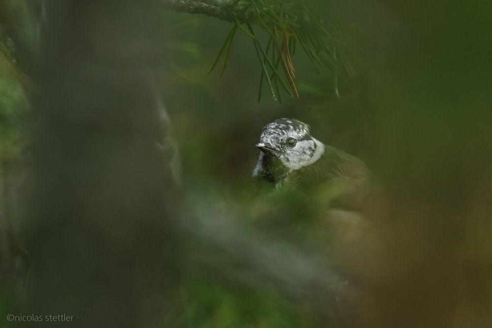A crested tit in the national park.