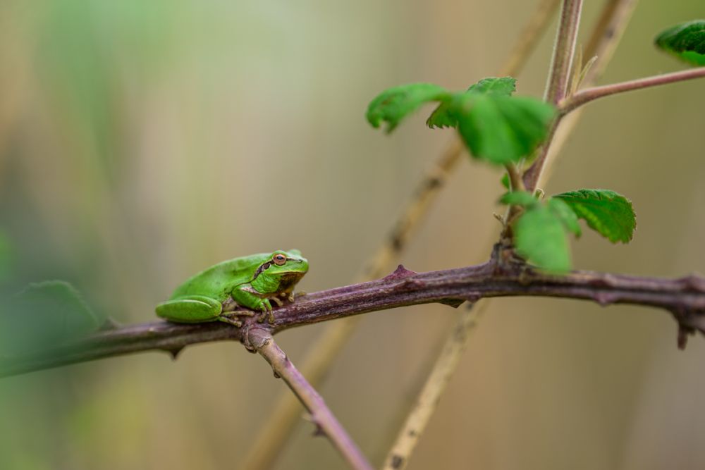 Ein Laubfrosch fotografiert mit dem NIkon Z 135 1.8 Plena.