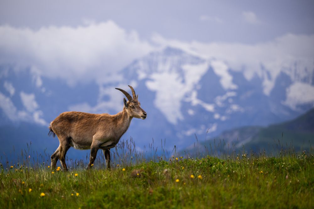 Beispielfotos mit dem Nikon Z 70-200mm f/2.8.