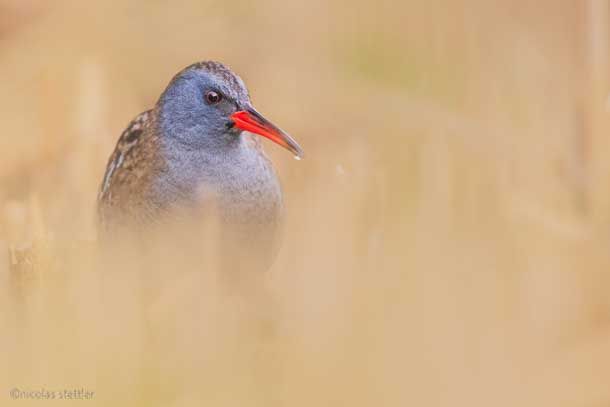 A water rail foraging along the marsh