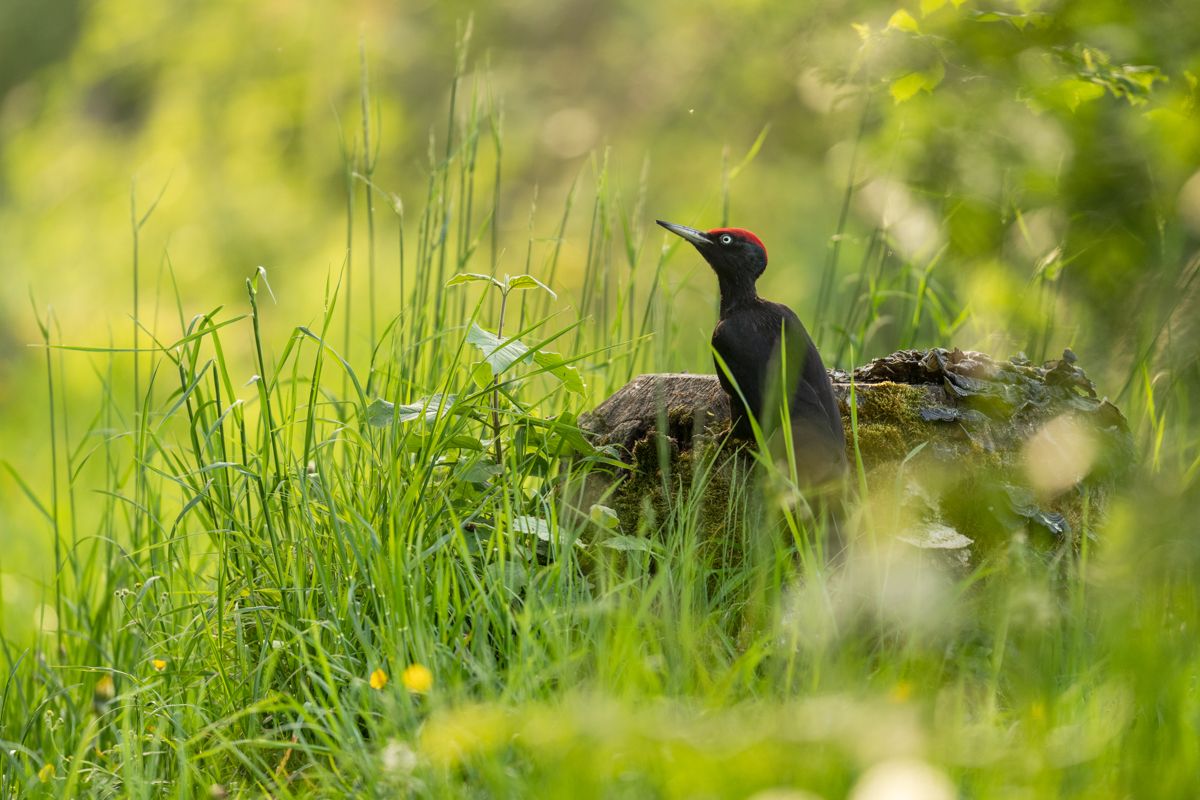 Gallery of songbirds, photographed by nature photographer Nicolas Stettler.