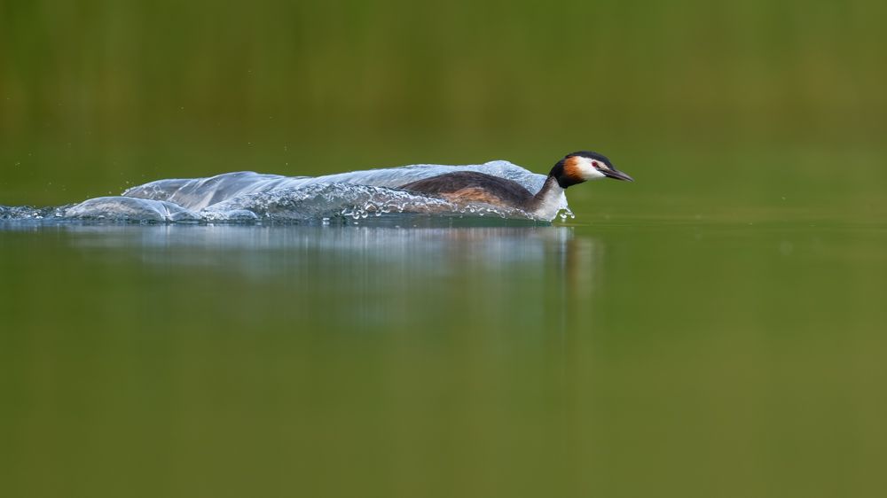 More images of this bird