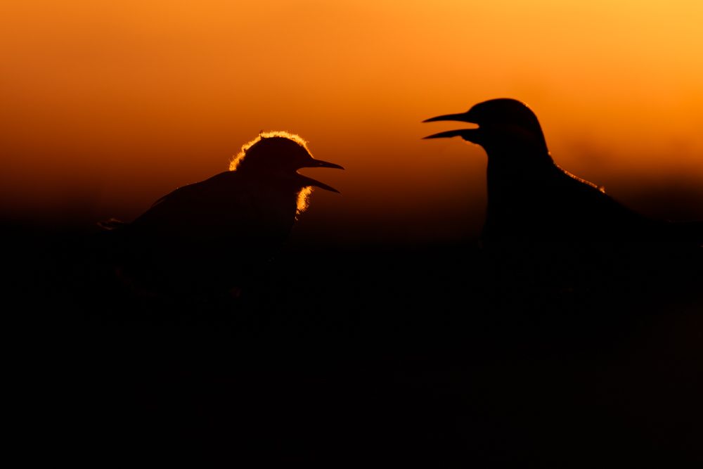 Die Silhouette einer jungen Küstenseeschwalbe mit einem Altvogel bei Sonnenuntergang.