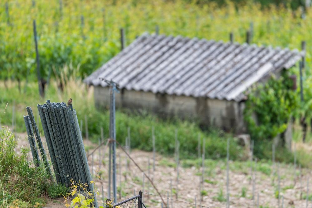 Die Zaunammer brütet am Boden oder in der dichten Vegetation. In den Rebbergen brütet sie auch auf den Rebstöcken.