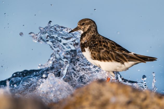 Beispielfotos von der Camargue FotoReise mit Birdingtours und Nikon.