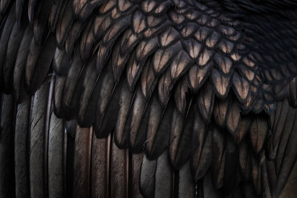 Weitere Fotos des Vogels