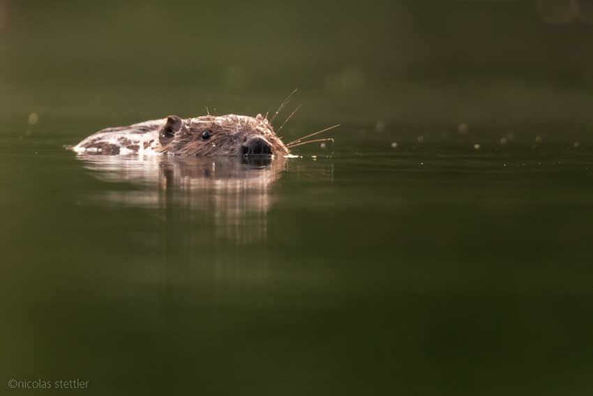 Biber lässt sich im Fluss treiben