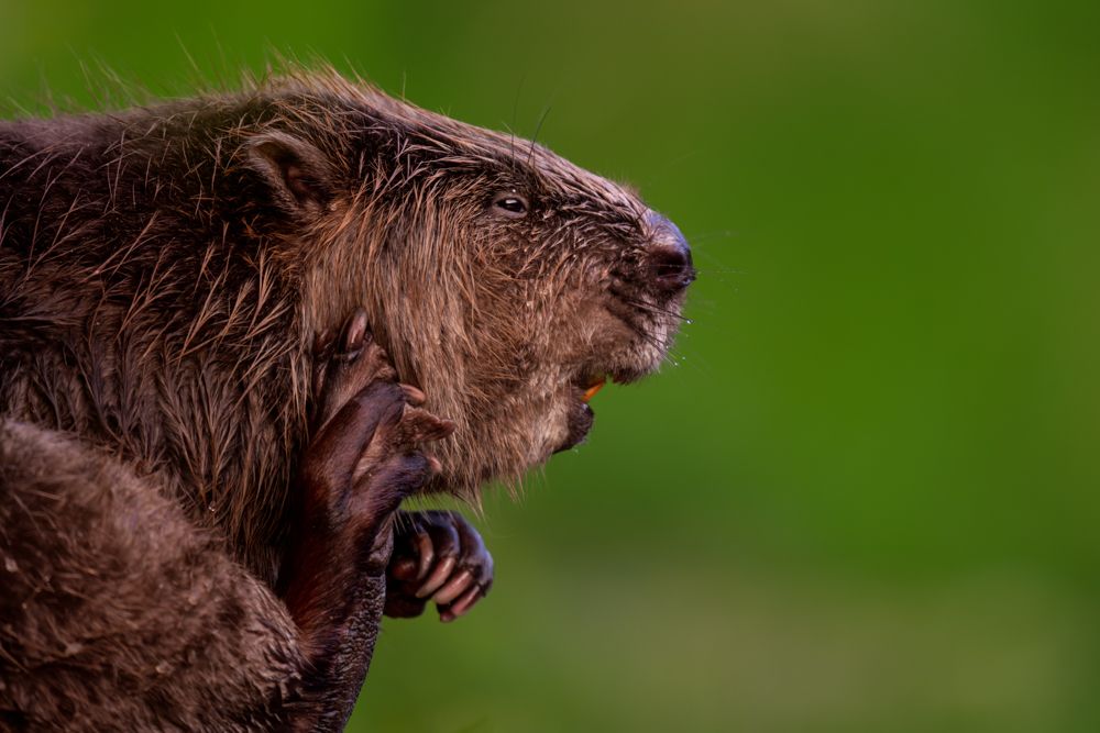 Tierfotos Beispiele mit der Nikon Z9 und dem 400mm 2.8.