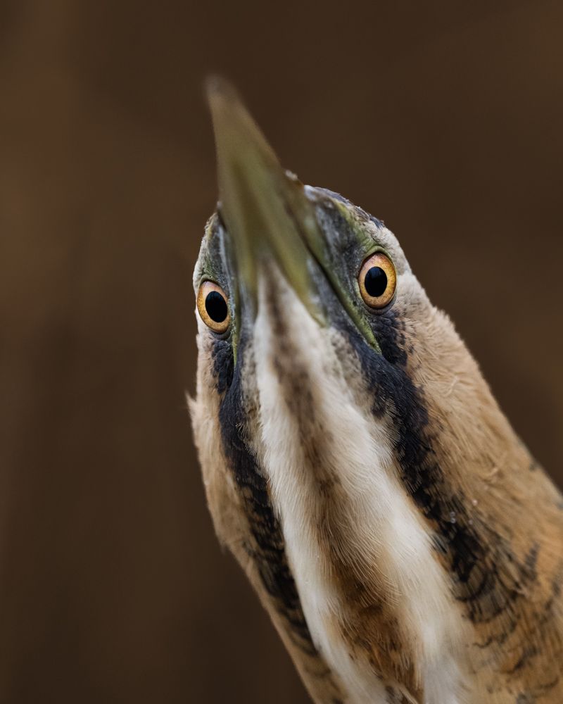 Vogelfotos Beispiele mit der Nikon Z9.