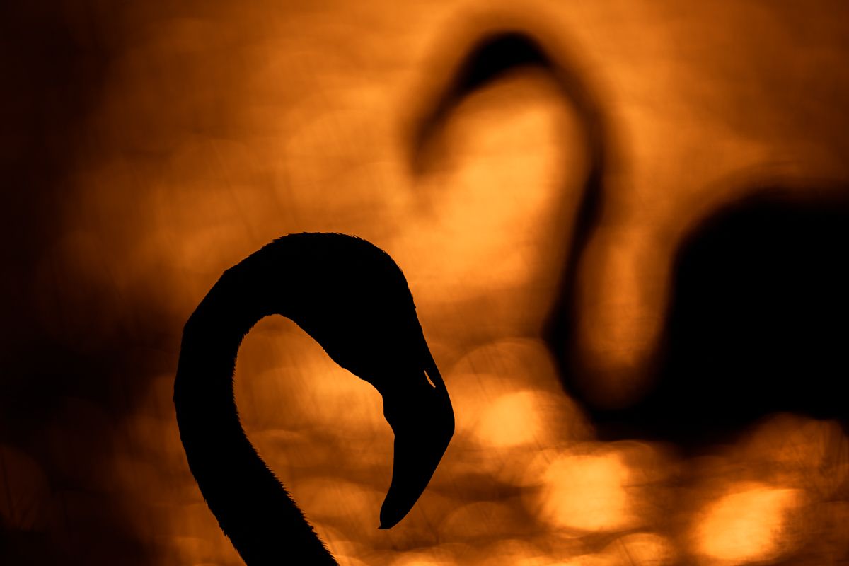 Galerie von diversen Vogelarten, fotografiert von Naturfotograf Nicolas Stettler.