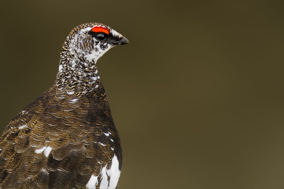 Galerie von diversen Vogelarten, fotografiert von Naturfotograf Nicolas Stettler.