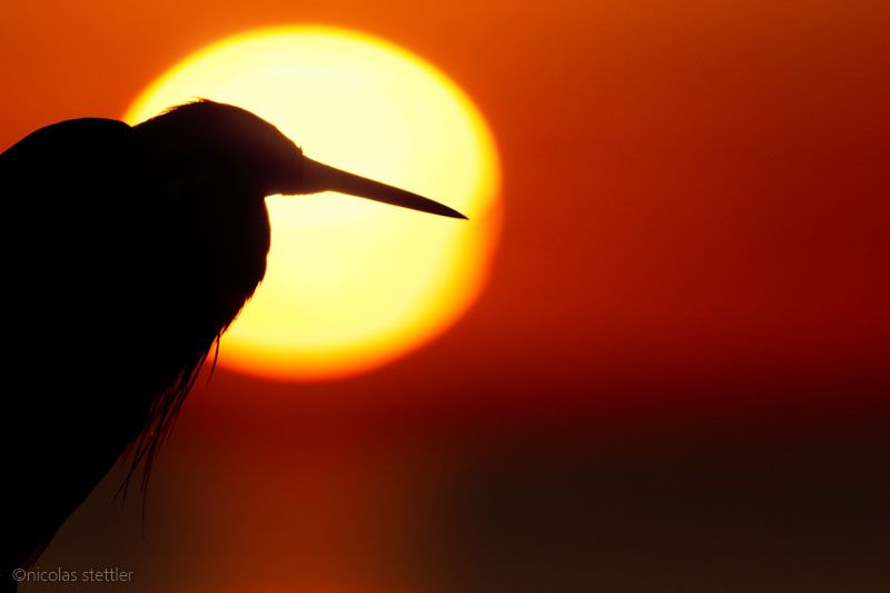 Seidenreiher Silhouette vor der Sonne