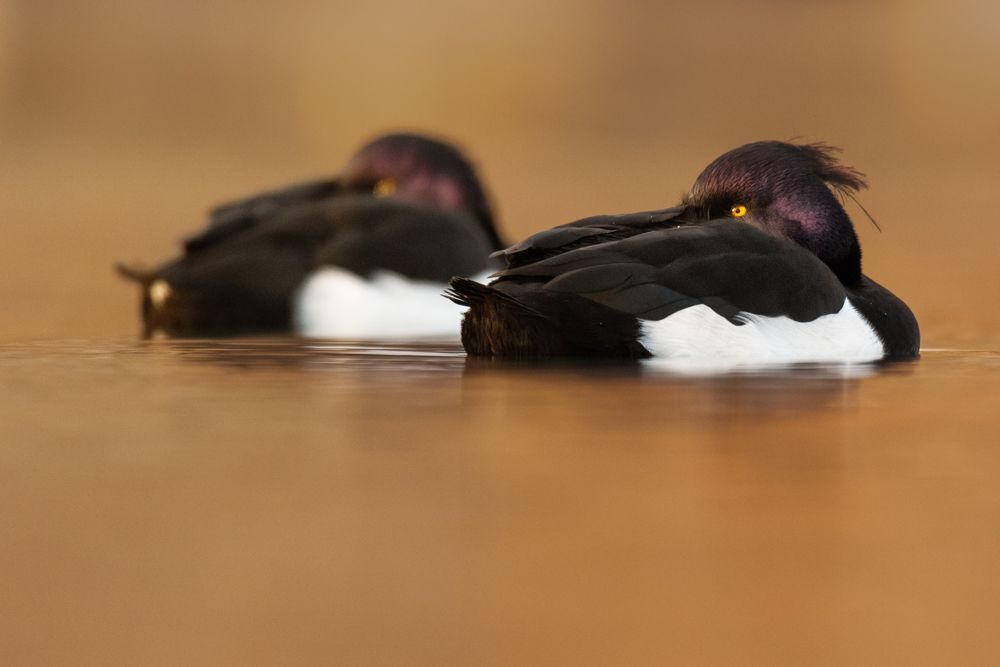 I photographed these two male tufted ducks in a larger harbour in the Three Lakes Region. The two didn't seem to care about me and I was able to photograph them in best light.