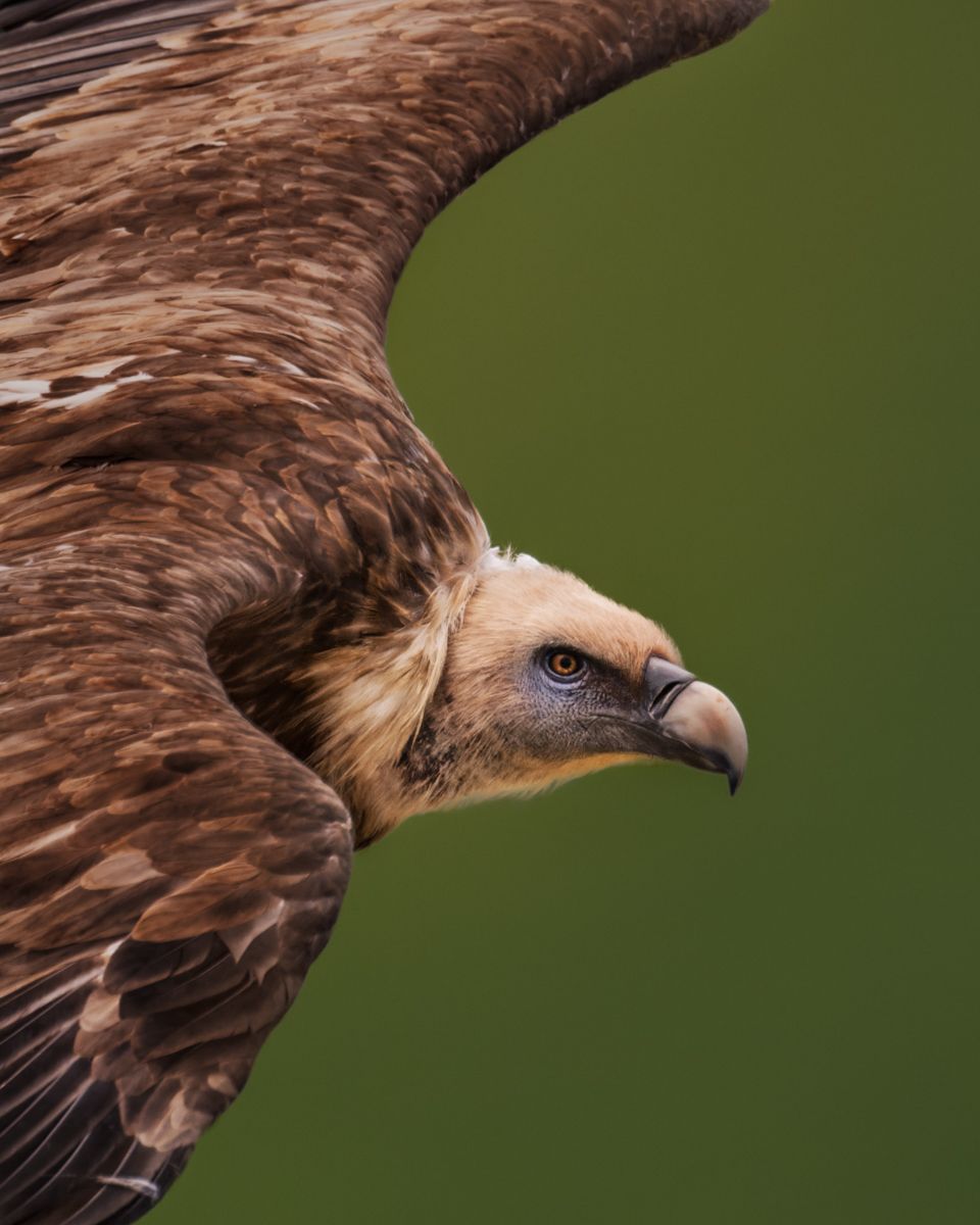 Gallery of raptor images of nature photographer Nicolas Stettler.