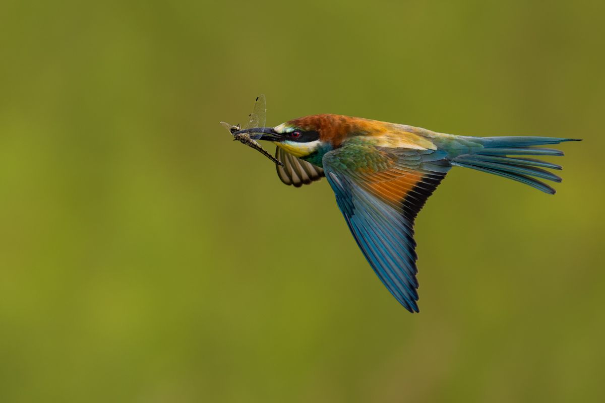 Galerie von diversen Vogelarten, fotografiert von Naturfotograf Nicolas Stettler.