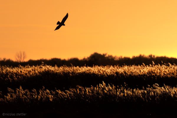 Marsh harrier flying over Camargue and towards the sunset.
