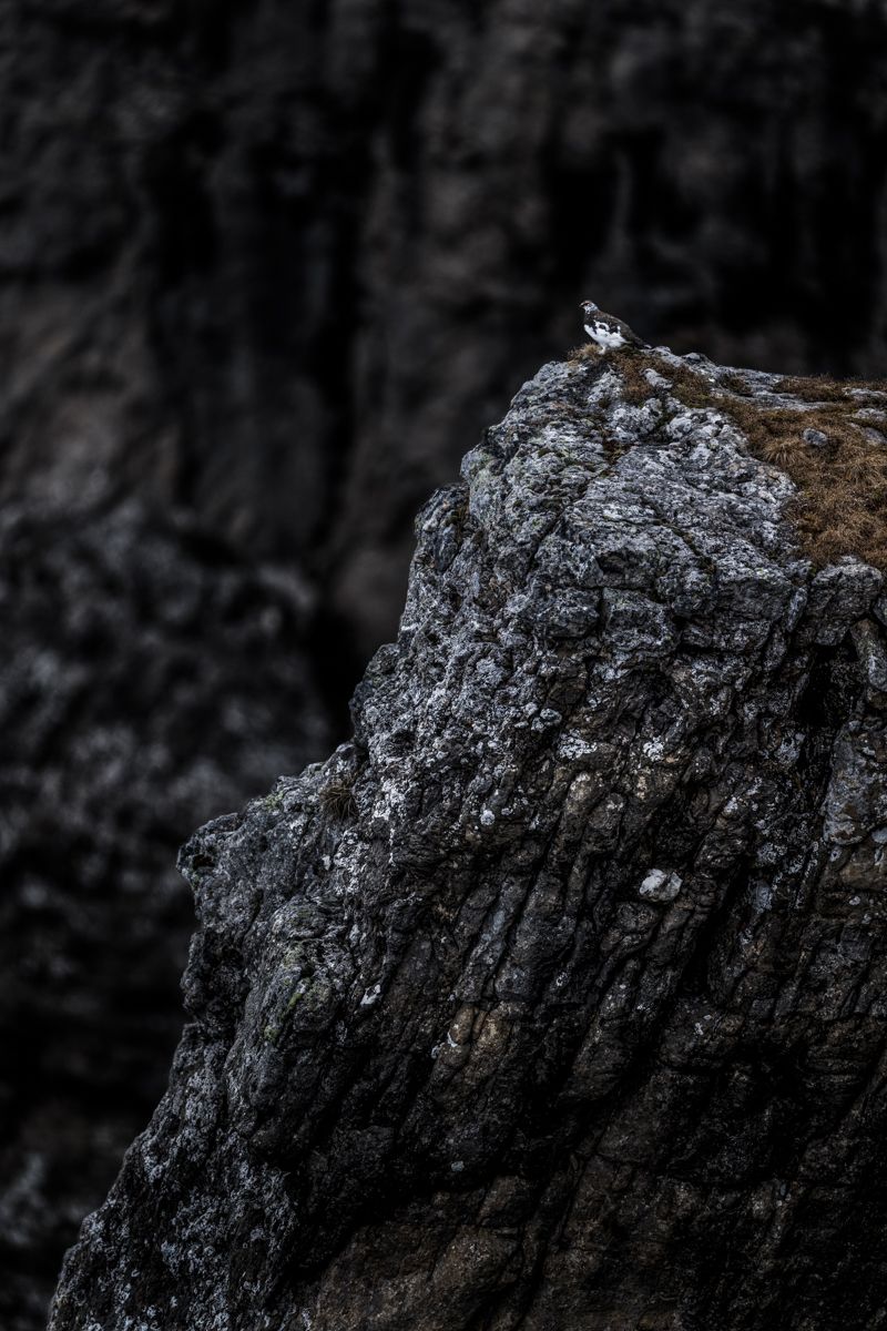 Galerie von diversen Vogelarten, fotografiert von Naturfotograf Nicolas Stettler.