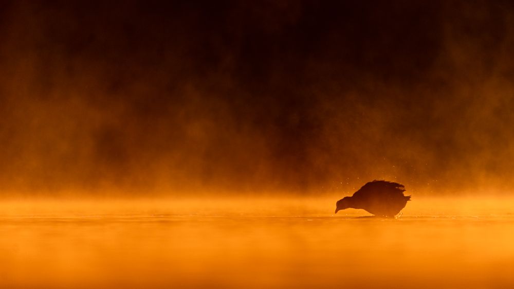 Ein Blässhuhn im Nebel bei Sonnenaufgang.