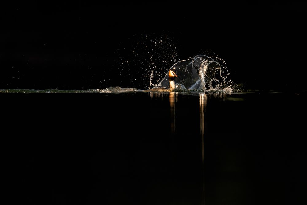 More images of this bird