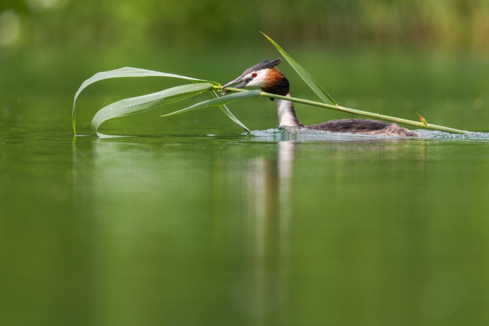 More images of this bird