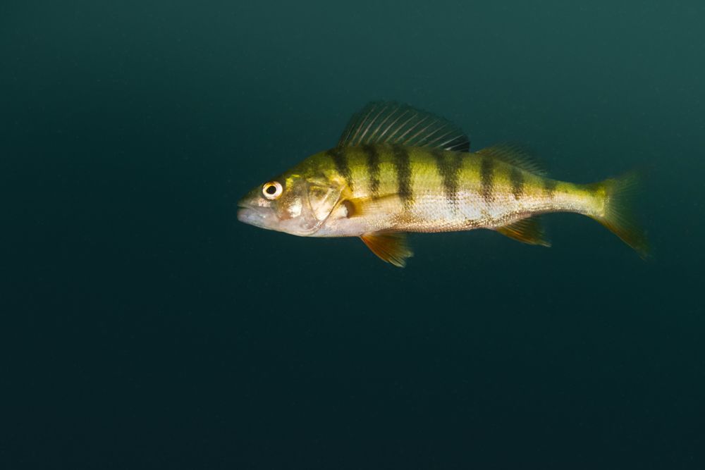 Ein Flussbarsch (Egli) Unterwasser