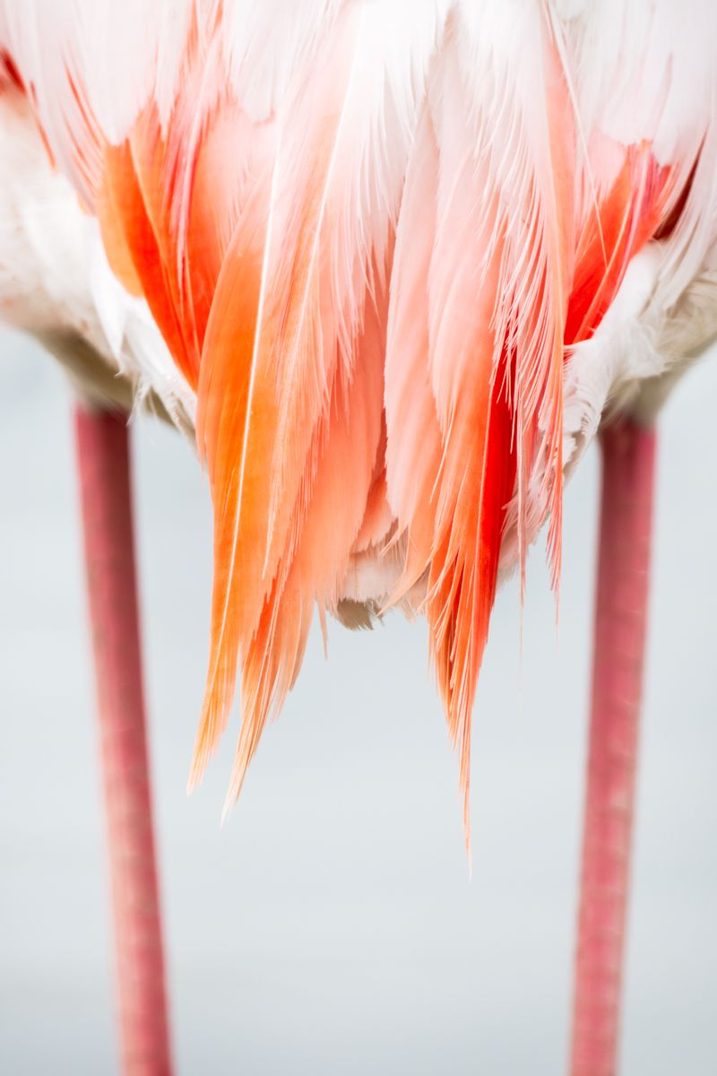 Galerie von diversen Vogelarten, fotografiert von Naturfotograf Nicolas Stettler.